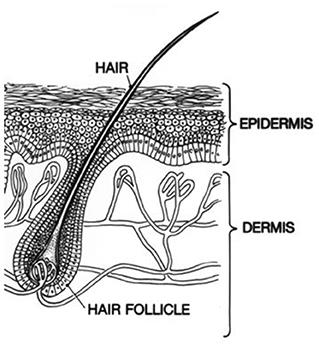 Automatic Segmentation of Epidermis and Hair Follicles in Optical Coherence Tomography Images of Normal Skin by Convolutional Neural Networks